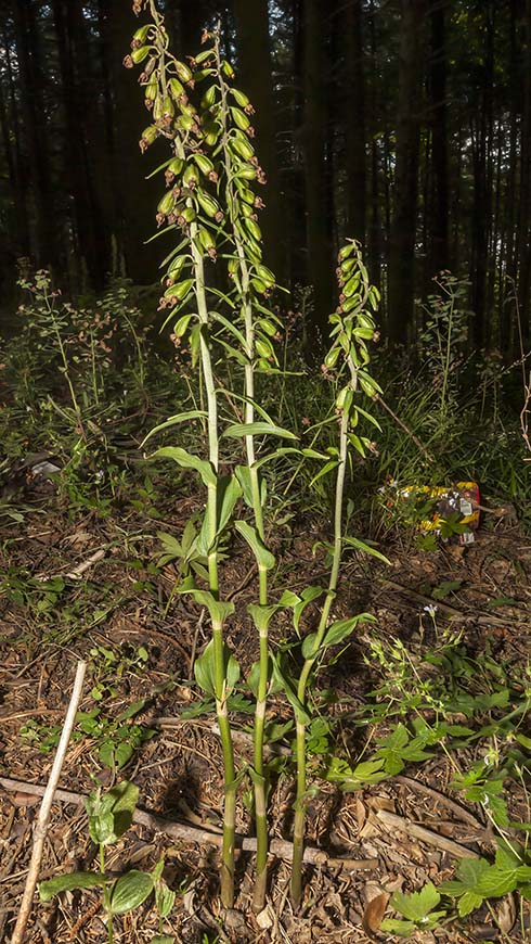 Chiave per orchidee sfiorite